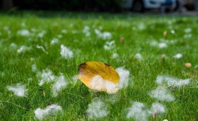 注意！飛絮紛飛，南京又飄“雪”